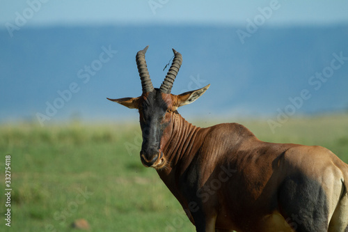 Topi om the open plains of Kenya photo