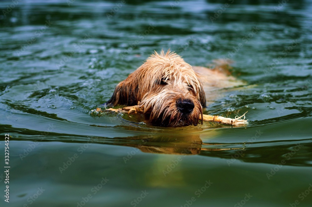 Briards swims in water with stick.