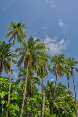 Palm trees on the beach at Playa Pajaro in Costa Rica © Jorge Moro