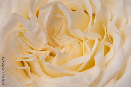 Natural white roses texture background. Beautiful Rose texture for cover or banner background. Love romantic background.