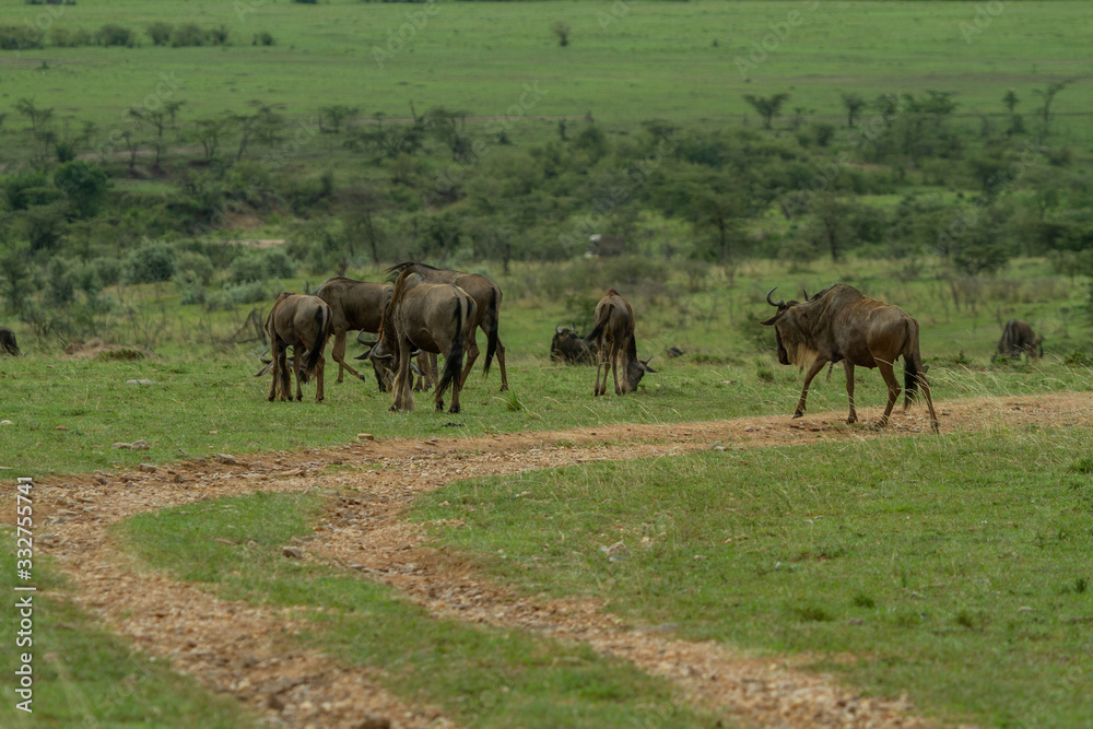 Wildebeest her on plains of kenya