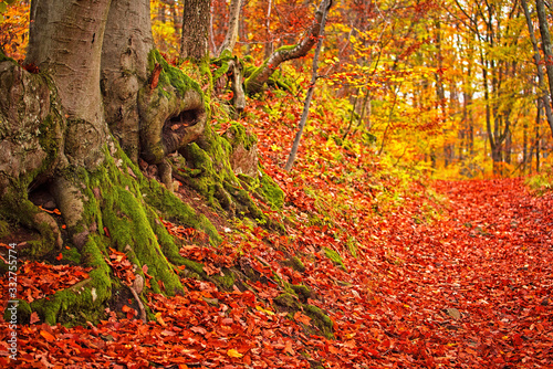 Pathway in the forest at au...