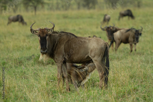 Baby wildebeest nursing from its mother