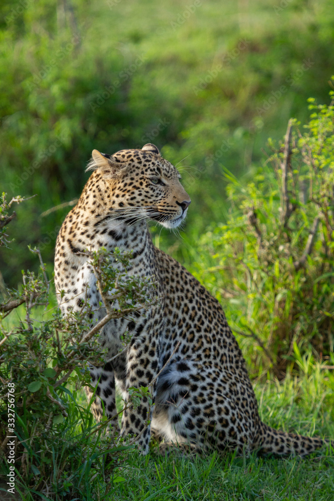 wild leopard in the afternoon sun wild leopard in the afternoon sun