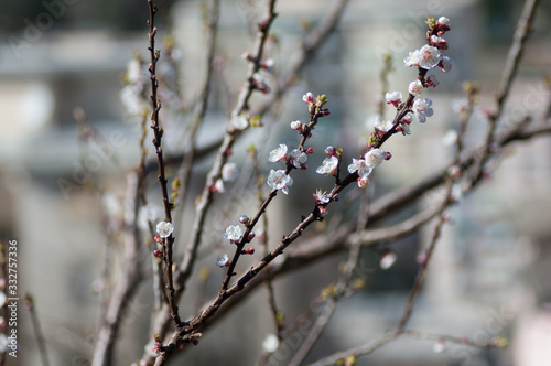 tree that is blooming