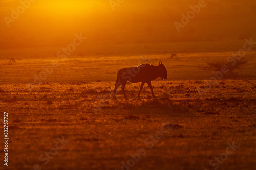 Silhouette of African Animals on the plains © Dani