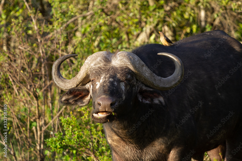 Cape Buffalo chewing Cape Buffalo chewing
