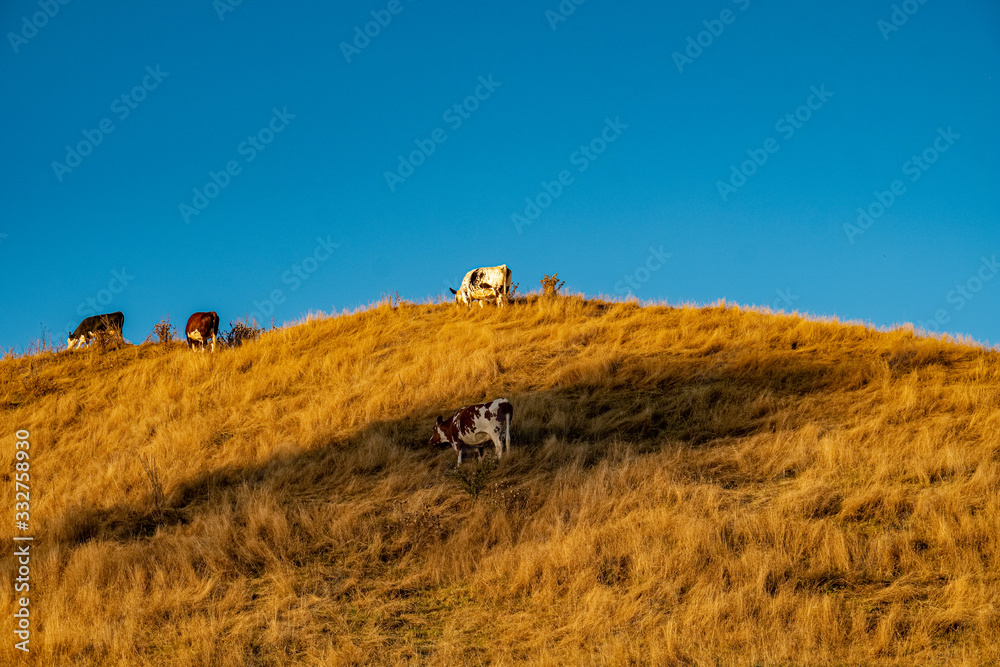 Obraz premium Dry farmland end of summer 