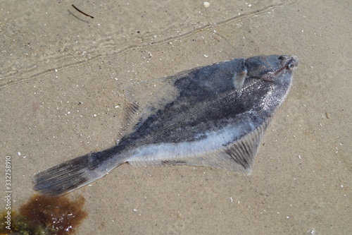 fish on the beach