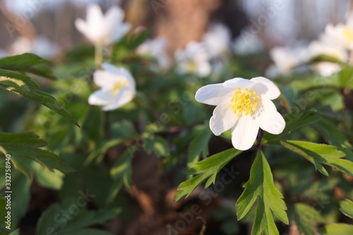 Closeup of anemone flower blossom in spring forest  evening light  blurred background