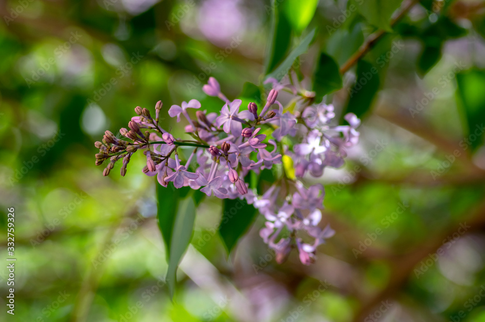 Syringa vulgaris violet purple flowering bush, groups of scented flowers on branches in bloom, common wild lilac tree Syringa vulgaris violet purple flowering bush, groups of scented flowers on branches in bloom, common wild lilac tree
