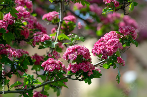 Φωτογραφία Crataegus laevigata cultivar pauls scarlet bright pink flowering tree, group of