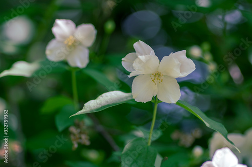 Philadelphus coronarius sweet mock-orange white flowers in bloom on shrub branches, flowering English dogwood ornamental plant