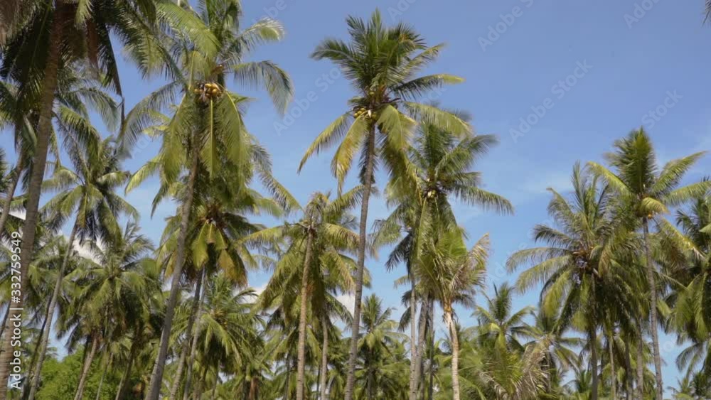 coconut palm trees on the blue sky background at the daylight coconut palm trees on the blue sky background at the daylight