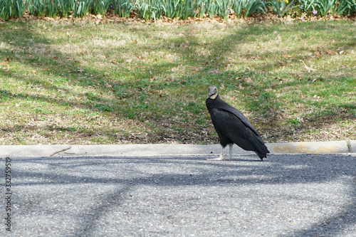 vulture on the street 