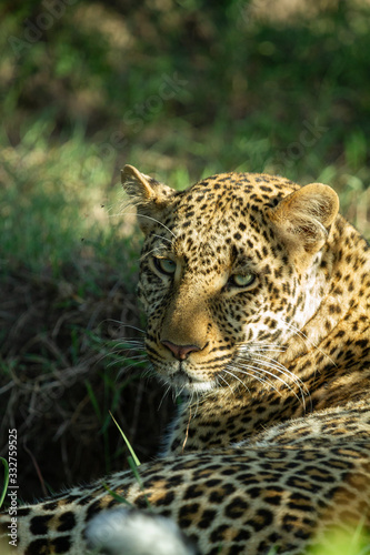 Leopard in the afternoon sun
