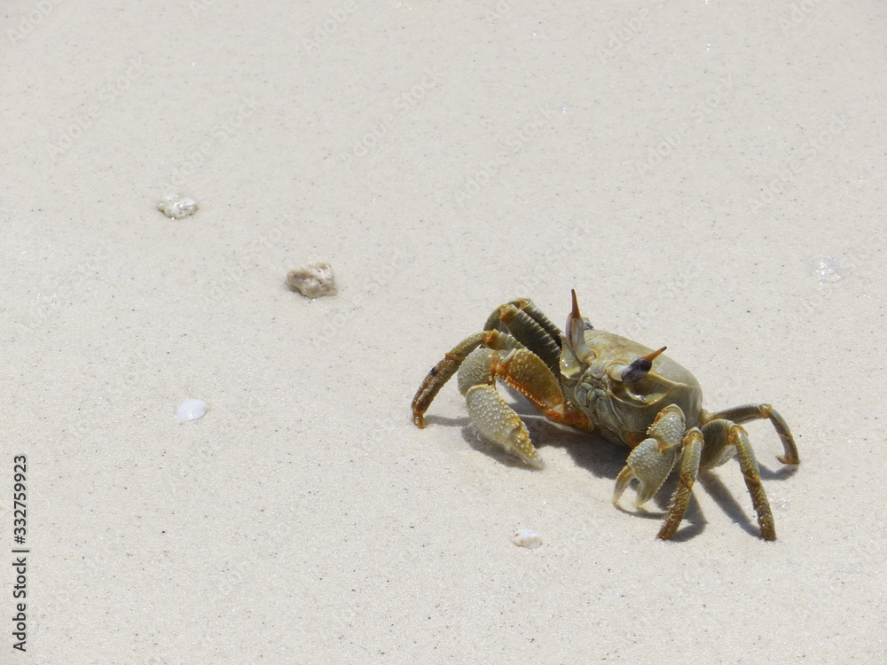 crab on the beach