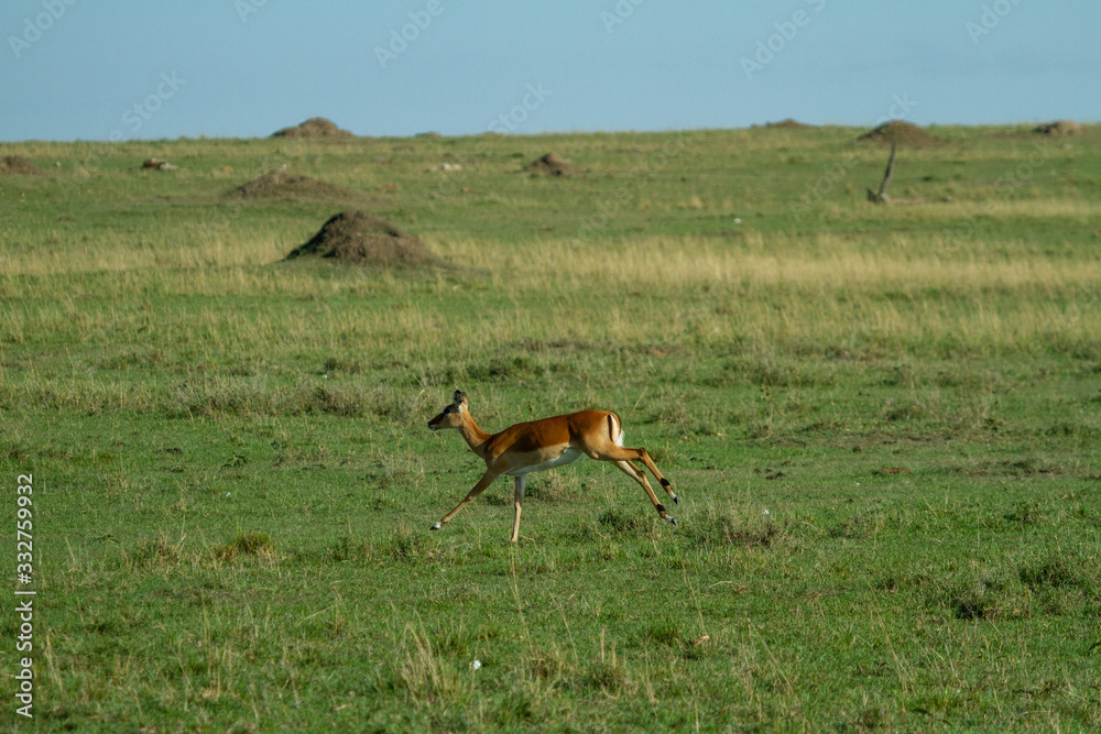 Impalas running on the african plains Impalas running on the african plains