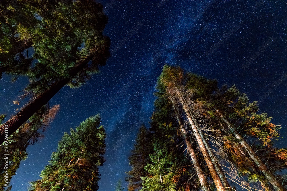 A view of the stars with pine trees forest in the foreground. Night shooting in the forest.