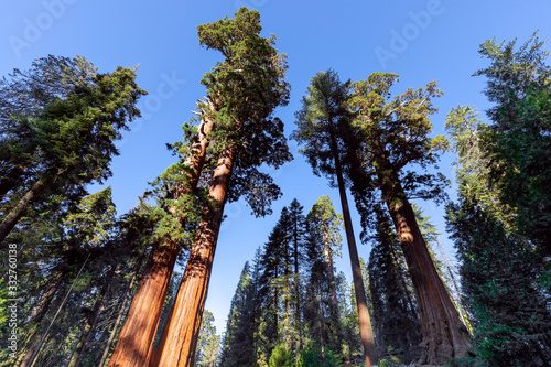 Giant Sequoias Forest. Sequoia National Forest in California, Sierra Nevada Mountains. USA © Artem