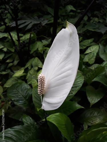 White flower of Spathiphyllum cochlearispathum, in the garden.  photo