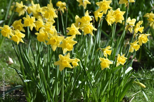 field of daffodils in spring sun