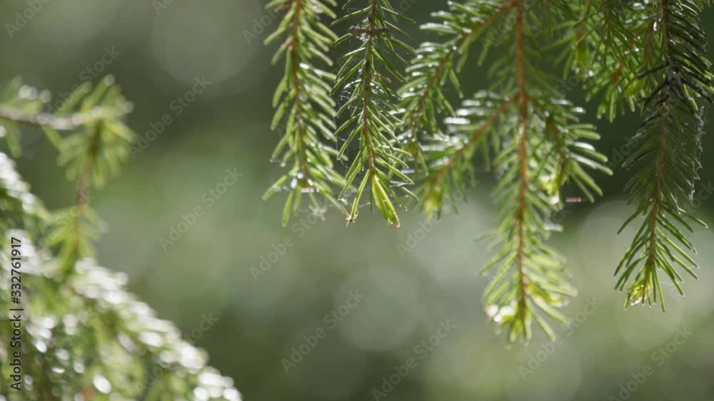 Pine branches waving in the wind with raindrops, in the background of the forest Pine branches waving in the wind with raindrops, in the background of the forest