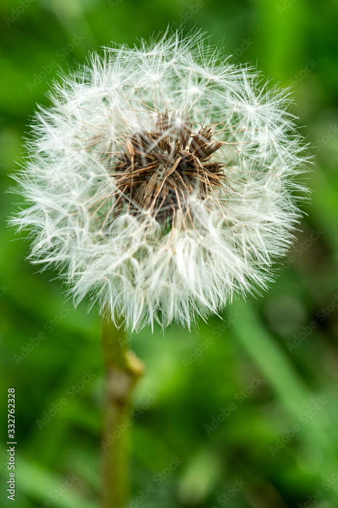 Obraz premium Dandelion clock close up macro with stem and grass