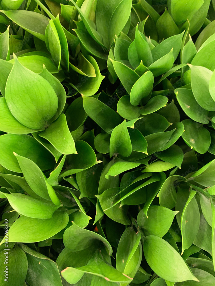 Fototapeta premium green leaves on background