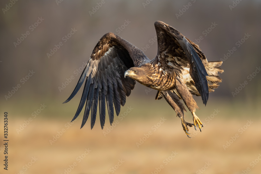 Fototapeta premium A large eagle flies at sunrise over the meadow, White-tailed Eagle