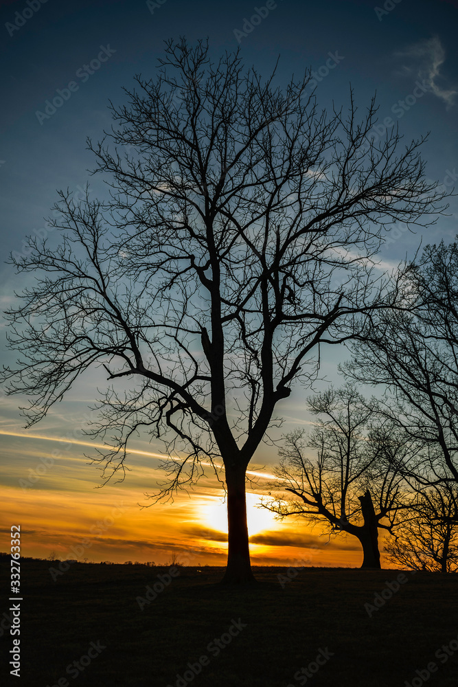 Tree Silhouette Tree Silhouette