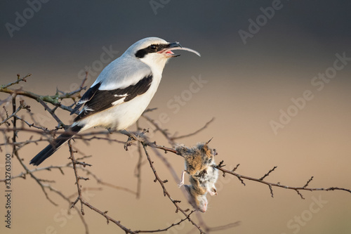 A small predator eats a mouse, Great Grey Shrike