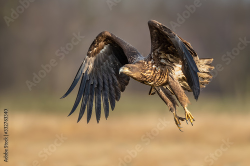 A large eagle flies at sunrise over the meadow, White-tailed Eagle