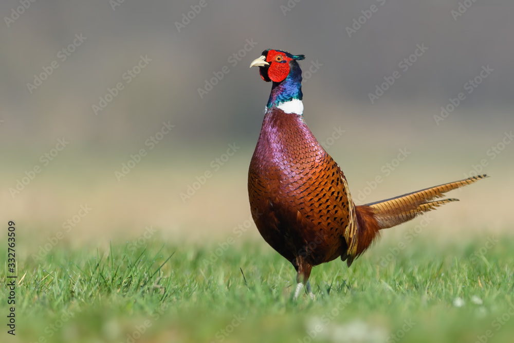 Fototapeta premium Early morning walk in the meadow, Common Pheasant