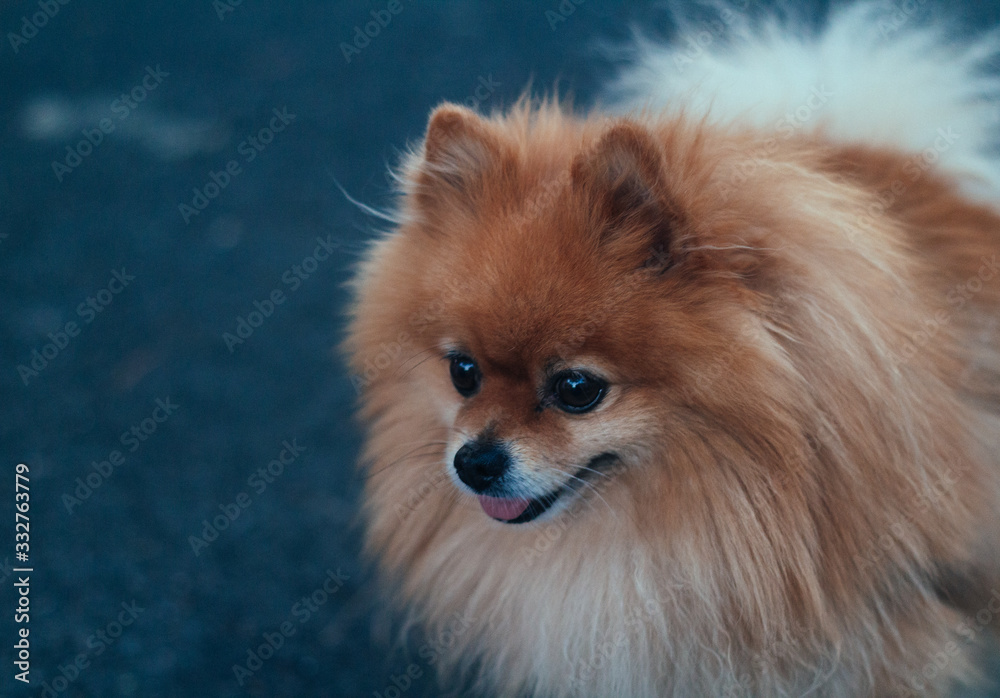 Beautiful Pomeranian pedigree on a lead