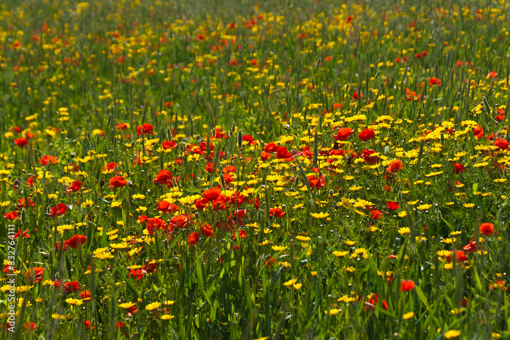 Field of bright wildflowers