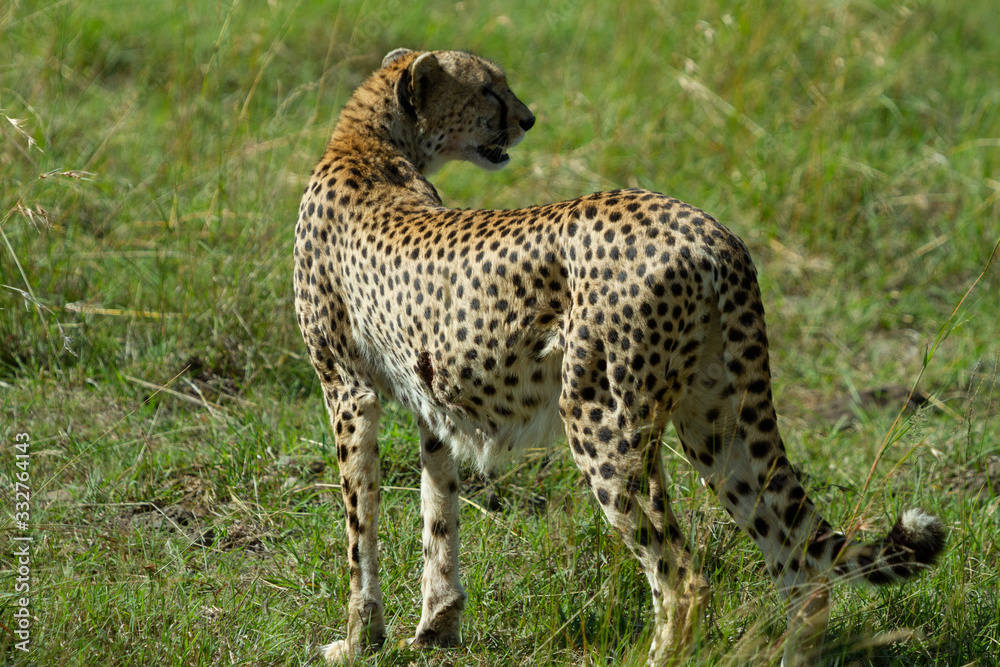 Cheetah with gash on its side Cheetah with gash on its side