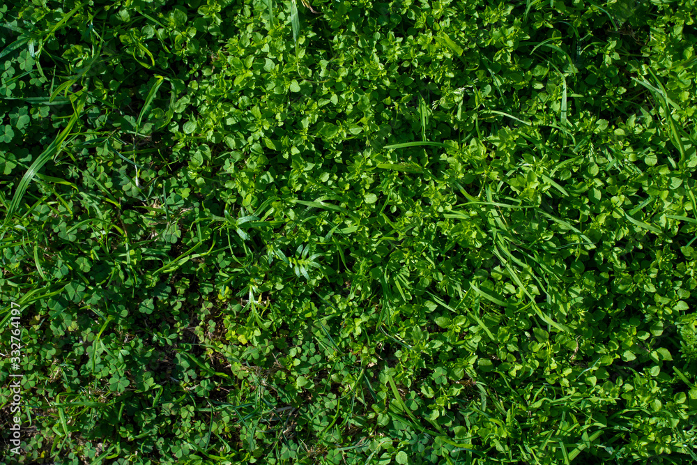 Clovers and grass green texture Clovers and grass green texture