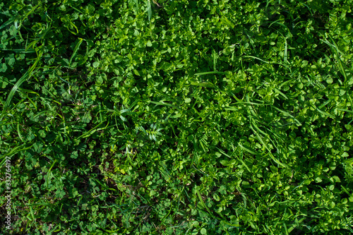 Clovers and grass green texture © canduca