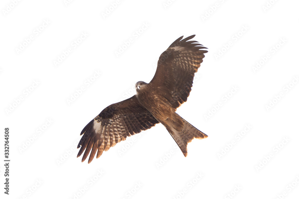 Obraz premium black kite in flight isolated on white
