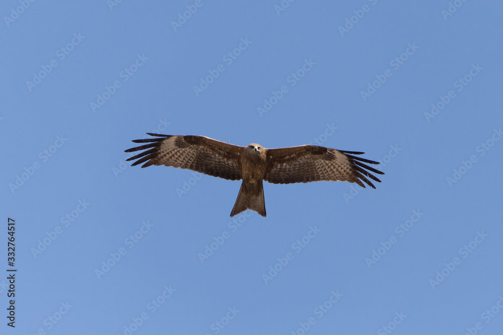 Obraz premium close up of black kite flying in a blue sky