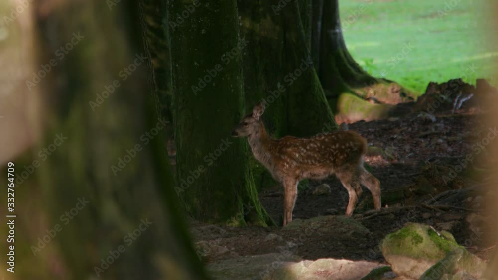 roebock alerted standing on glade roebock alerted standing on glade