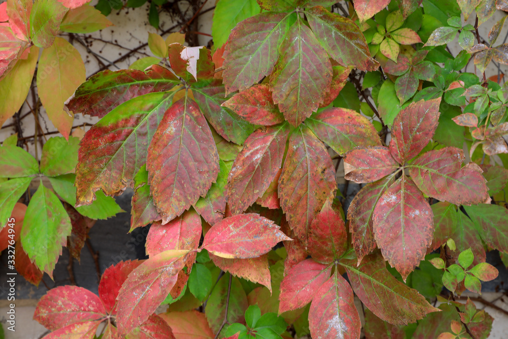 Autumn. Red and Green maple leaves.
