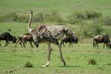 Ostrich on the open plains