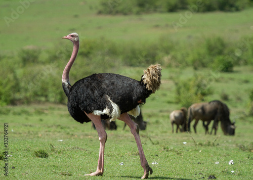 Ostrich on the open plains