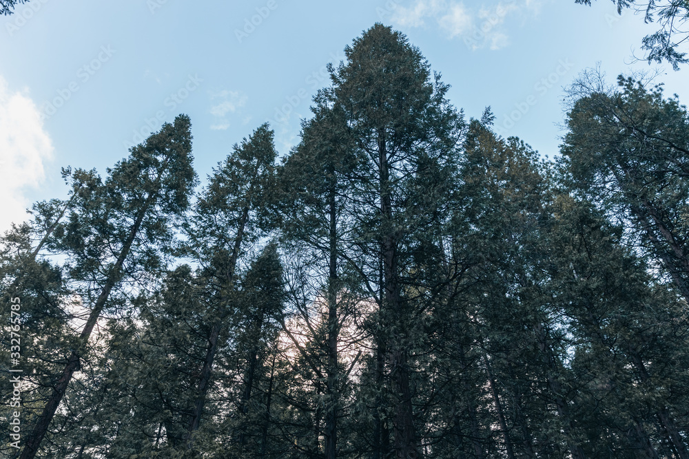 trees in winter