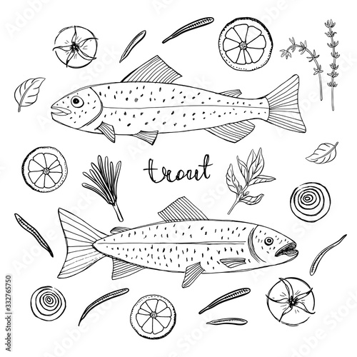 Fish recipe ingredients with trout. Black line sketch of fish with herbs and vegetables isolated on white background. Hand drawn vector illustration