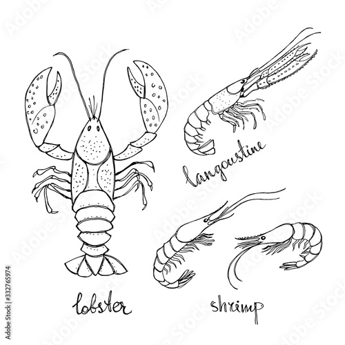 Langoustine, lobster, shrimp. Black line sketch collection of seafood isolated on white background. Doodle hand drawn fish and seafood icons. Vector illustration