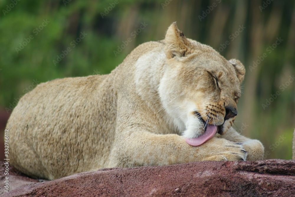 Fototapeta premium Lion