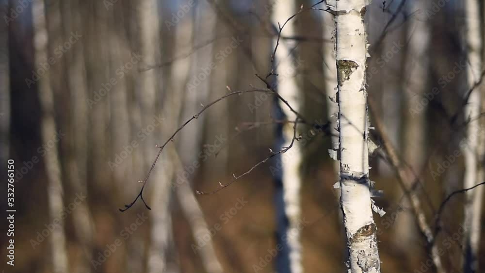 Landscape scene with birch tree forest in autumn season Landscape scene with birch tree forest in autumn season